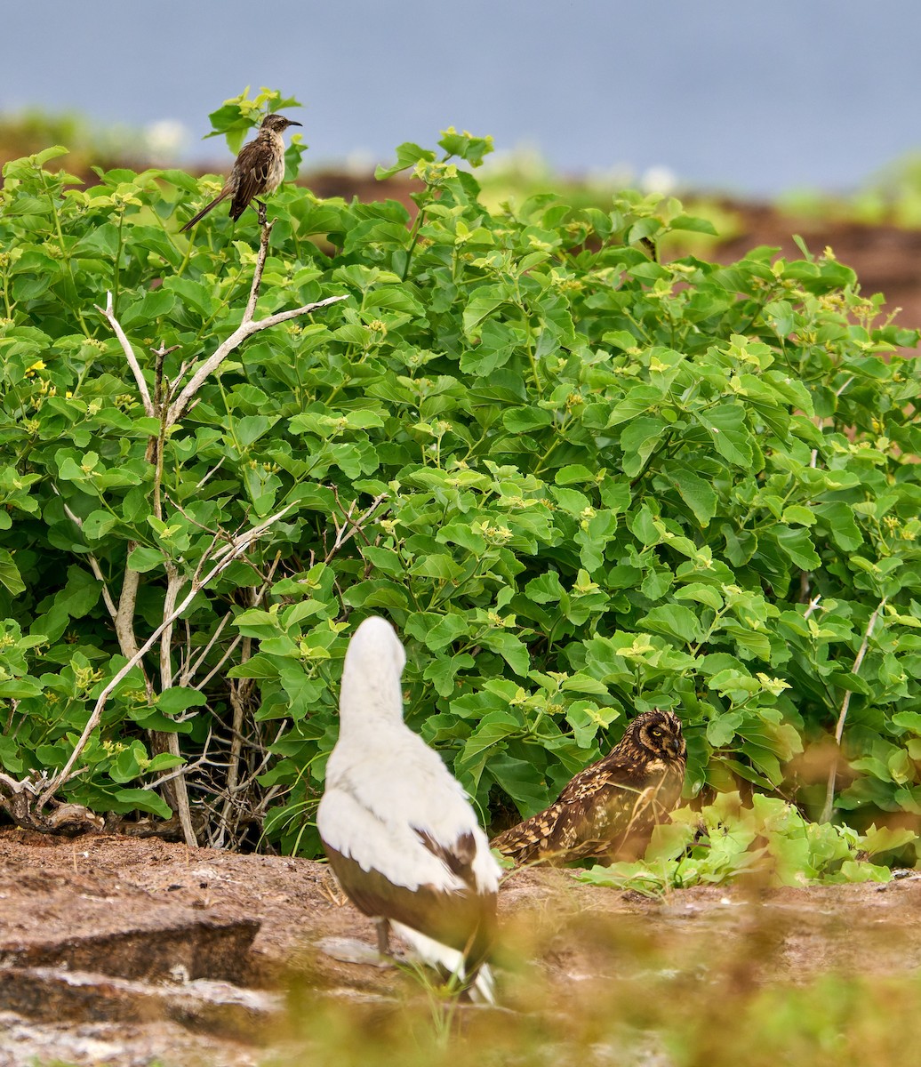 jordugle (galapagoensis) - ML642271316