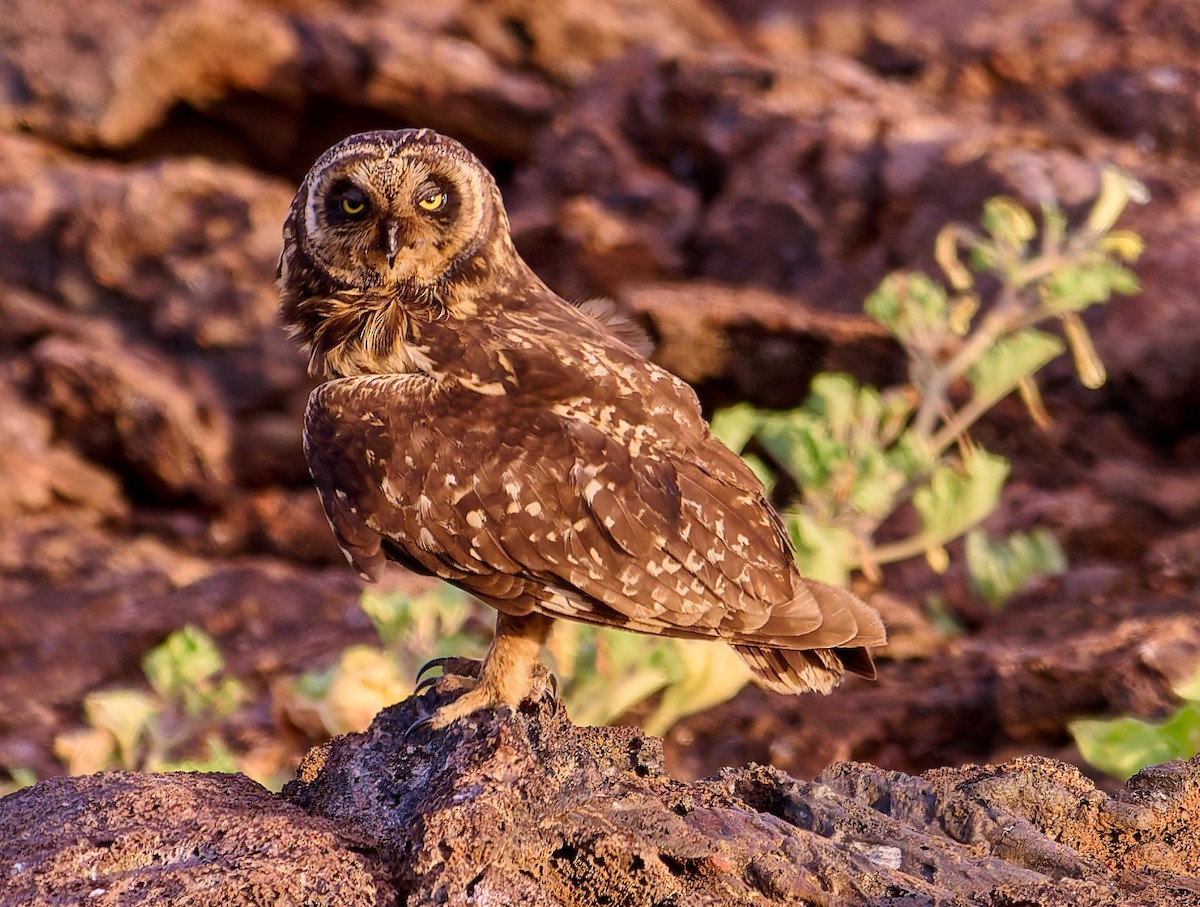 jordugle (galapagoensis) - ML642271318