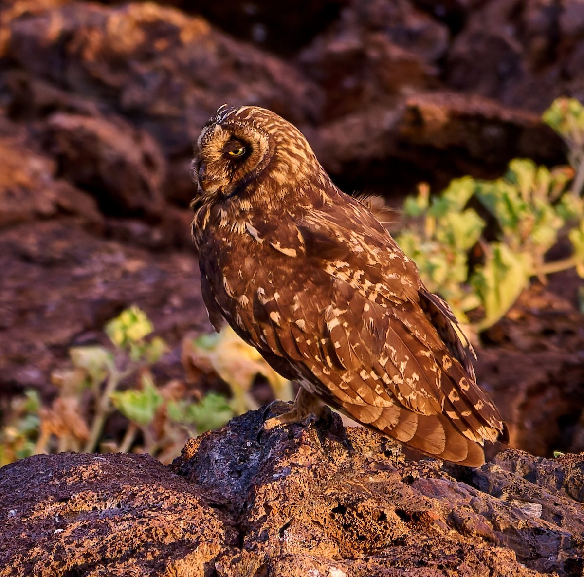jordugle (galapagoensis) - ML642271319