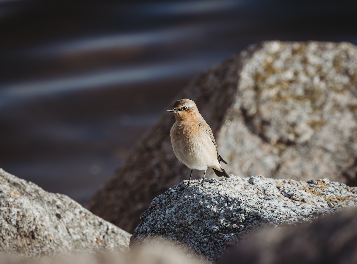 Northern Wheatear - ML642271326