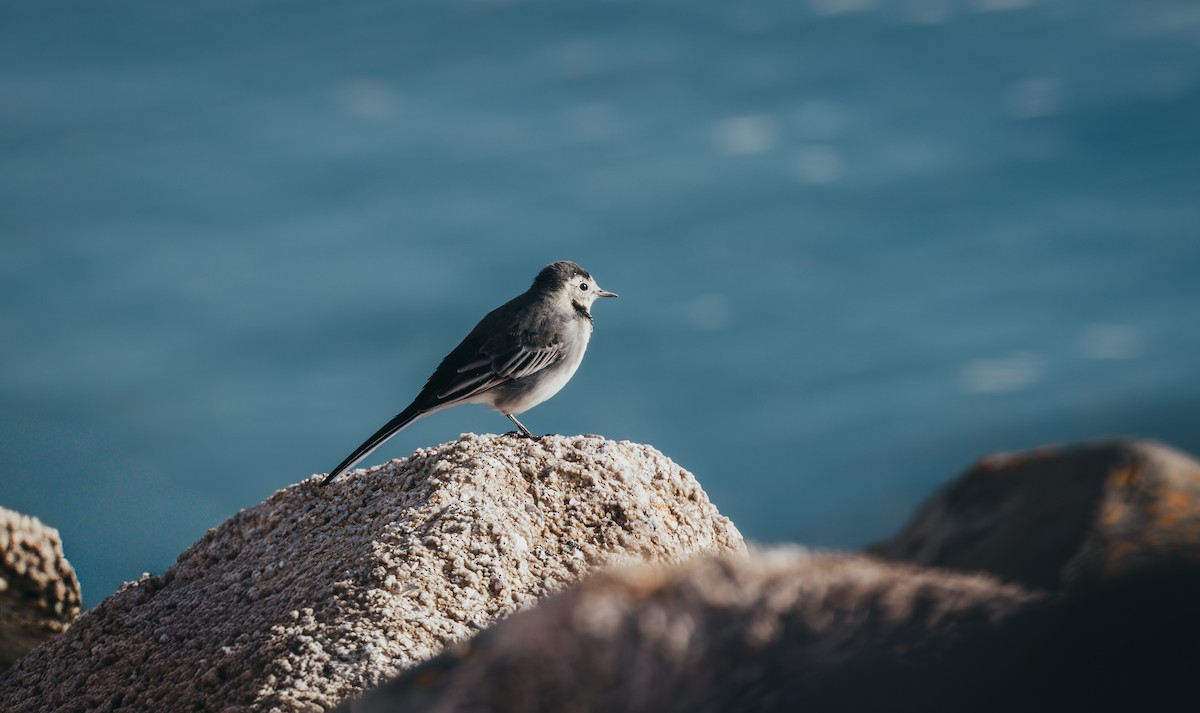 White Wagtail - ML642271327