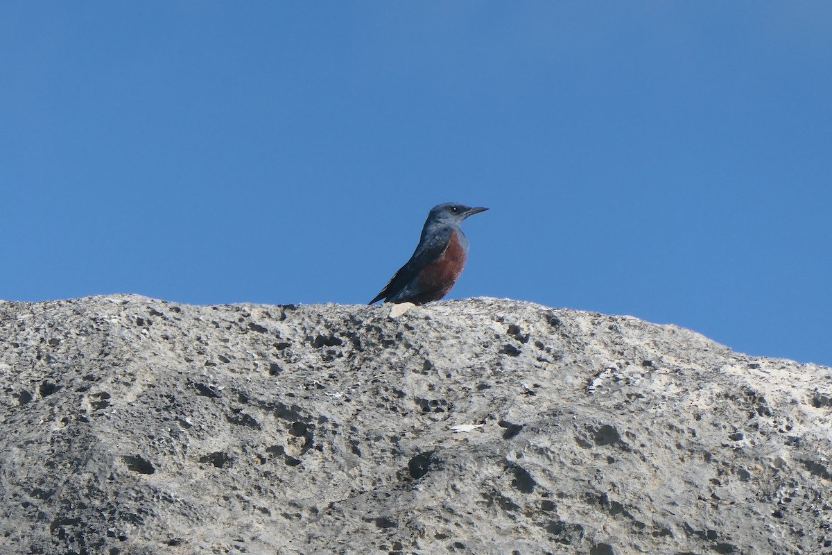 Passero solitario - ML642271342