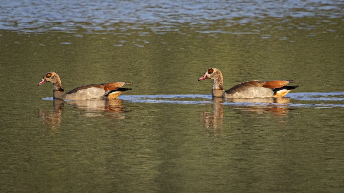 Egyptian Goose - ML642271352