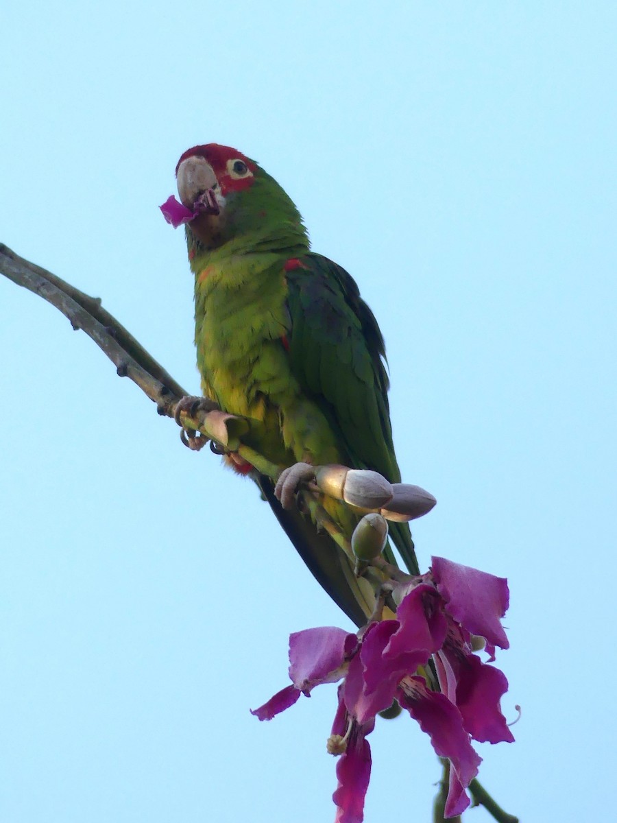 Red-masked Parakeet - ML642271360