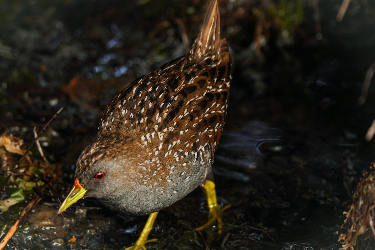 Australian Crake - ML642271377