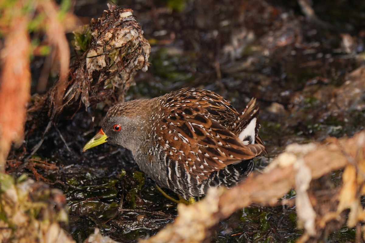Australian Crake - ML642271378