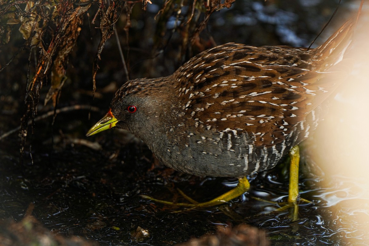 Australian Crake - ML642271379