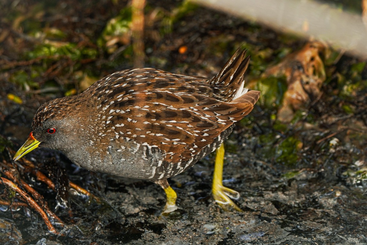 Australian Crake - ML642271380