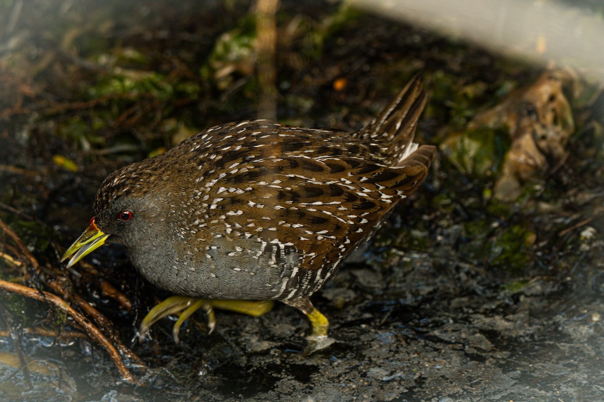 Australian Crake - ML642271381