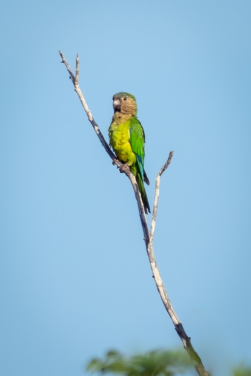 Brown-throated Parakeet - ML642271382