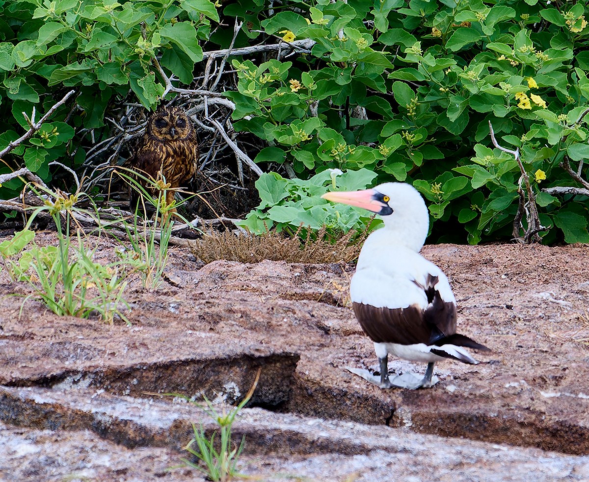 jordugle (galapagoensis) - ML642271463