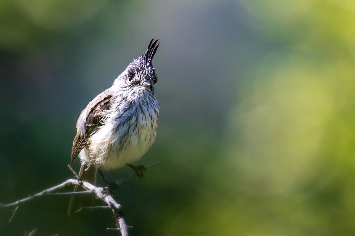 Tufted Tit-Tyrant - ML642271471