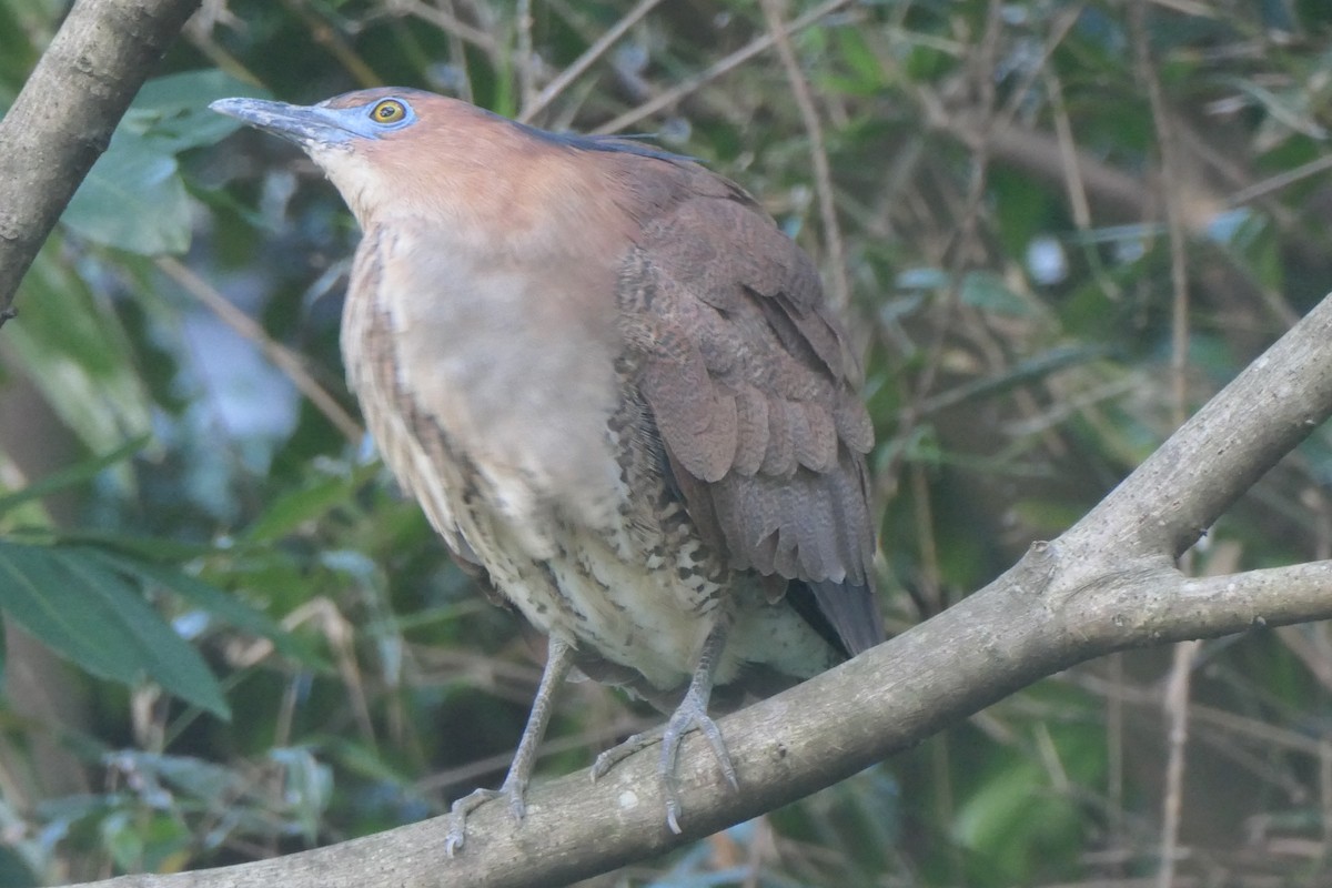 Malayan Night Heron - ML642271472
