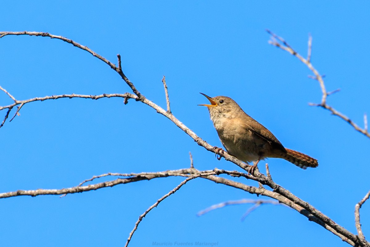 Southern House Wren - ML642271473