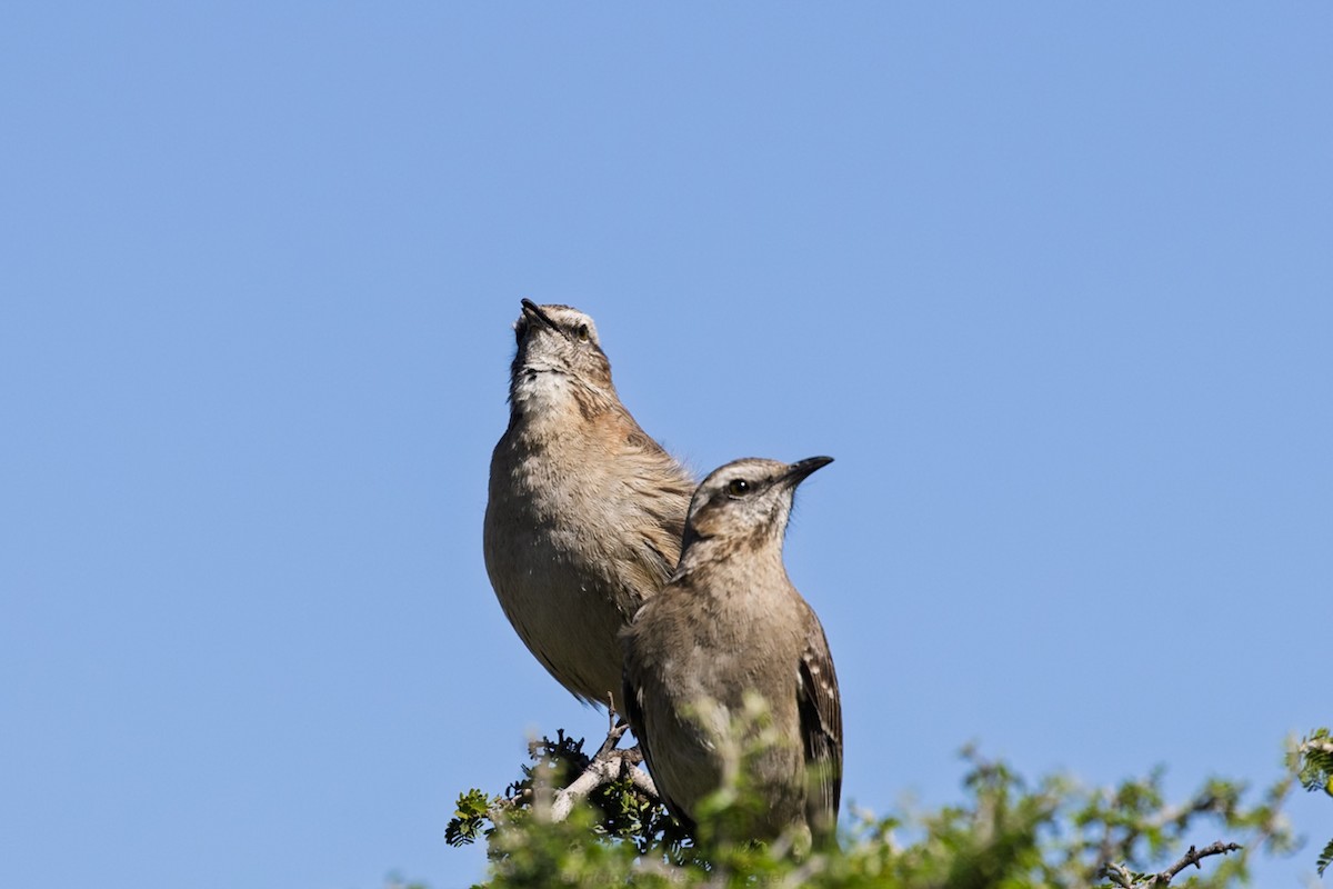 Chilean Mockingbird - ML642271475