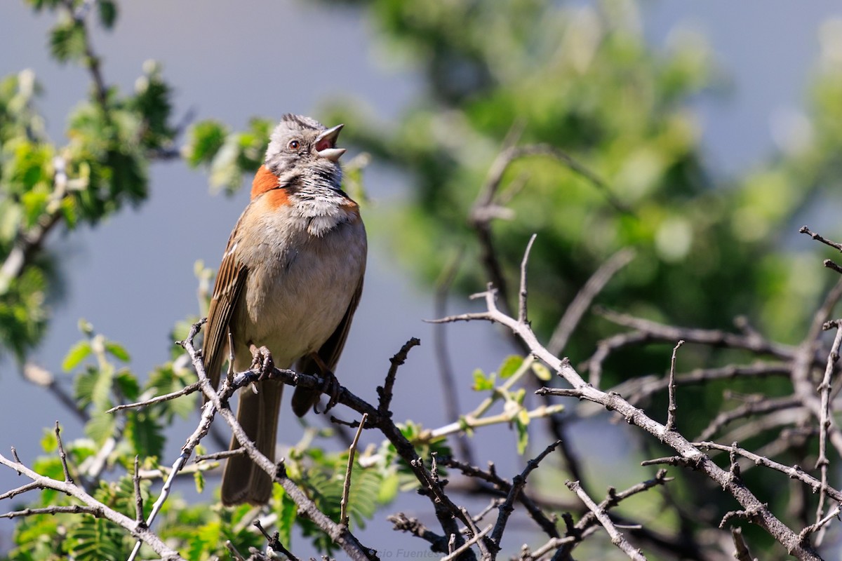 Rufous-collared Sparrow - ML642271476