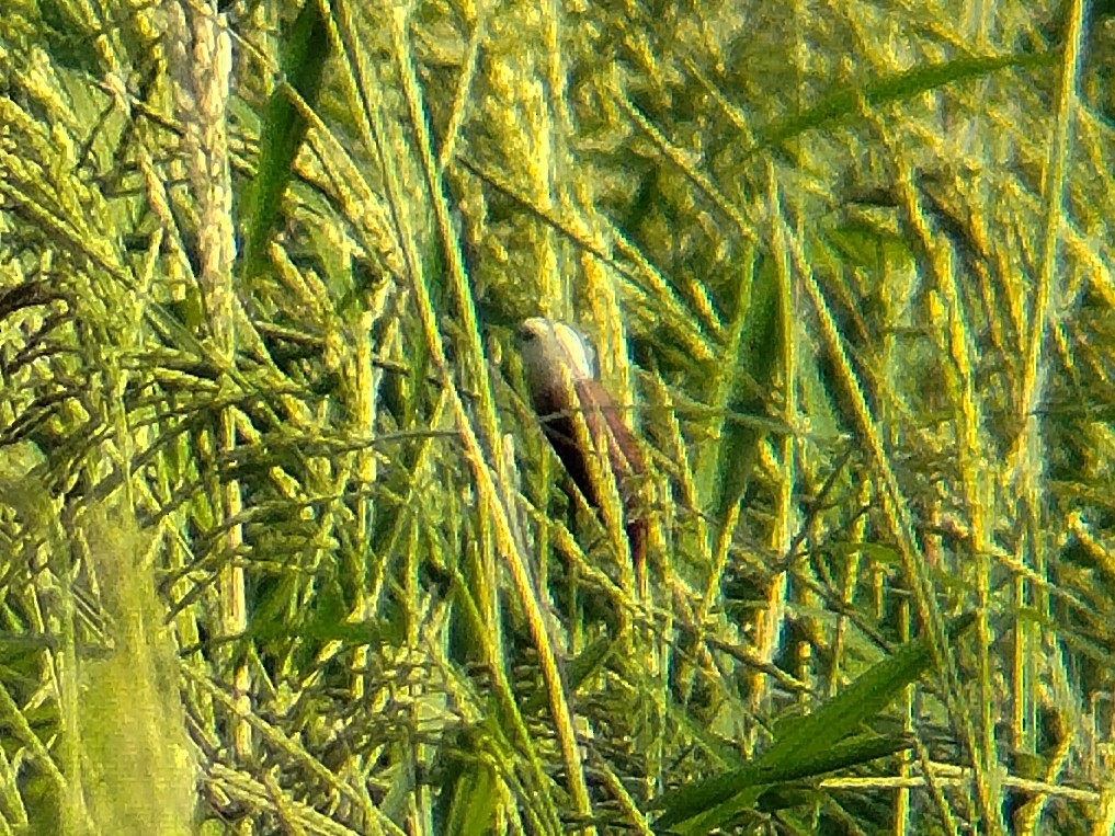 White-headed Munia - ML642271495