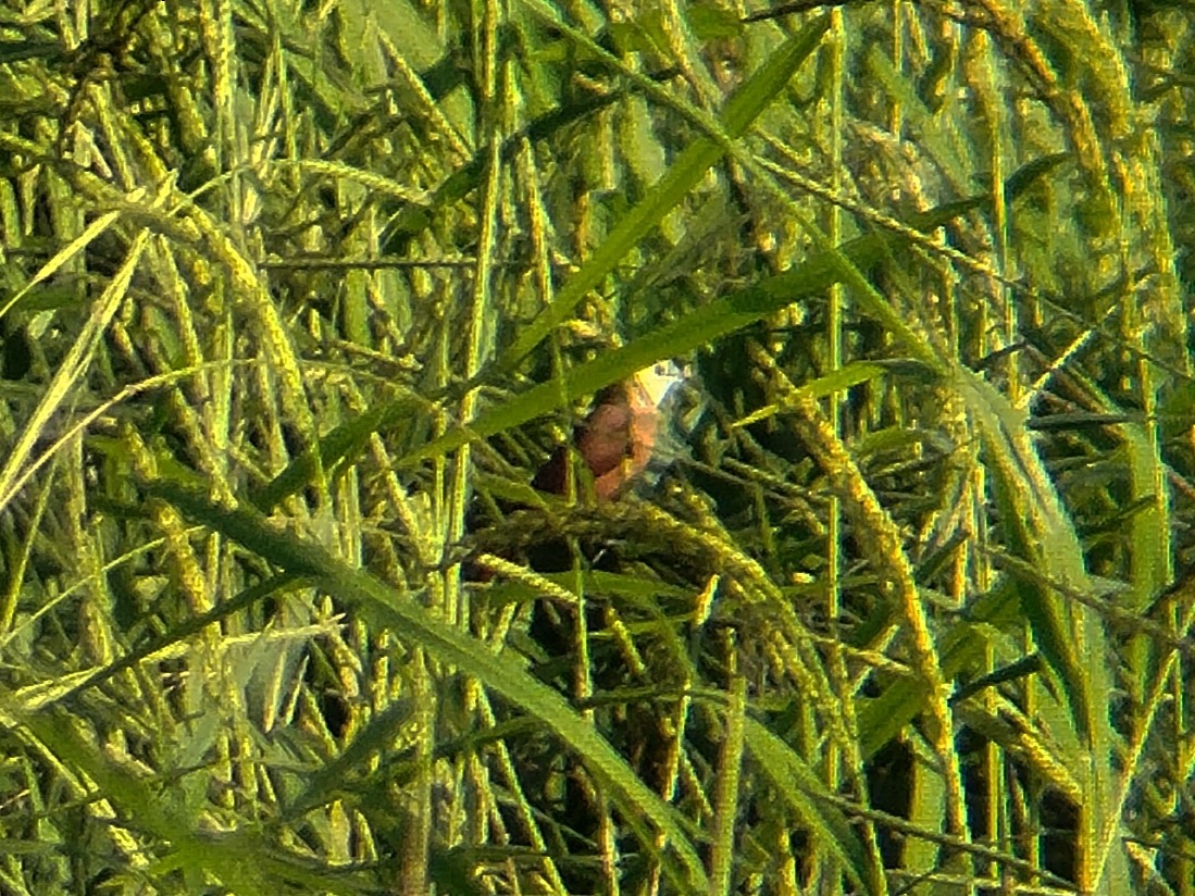 White-headed Munia - ML642271496