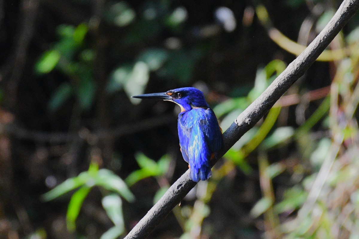 Shining-blue Kingfisher - ML642271513