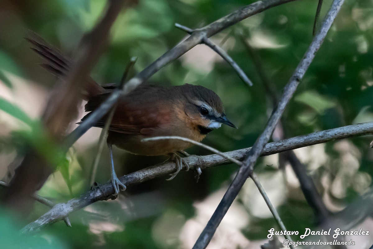 Ochre-cheeked Spinetail - ML642271549