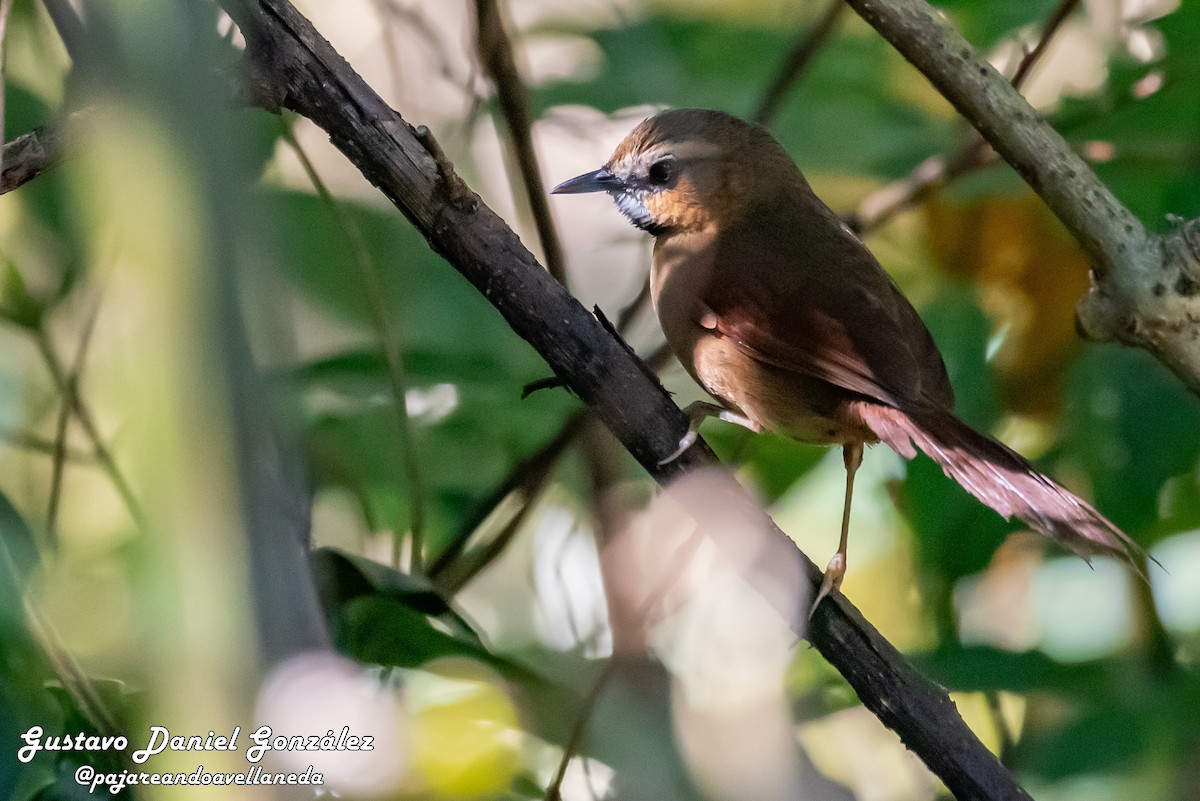 Ochre-cheeked Spinetail - ML642271550