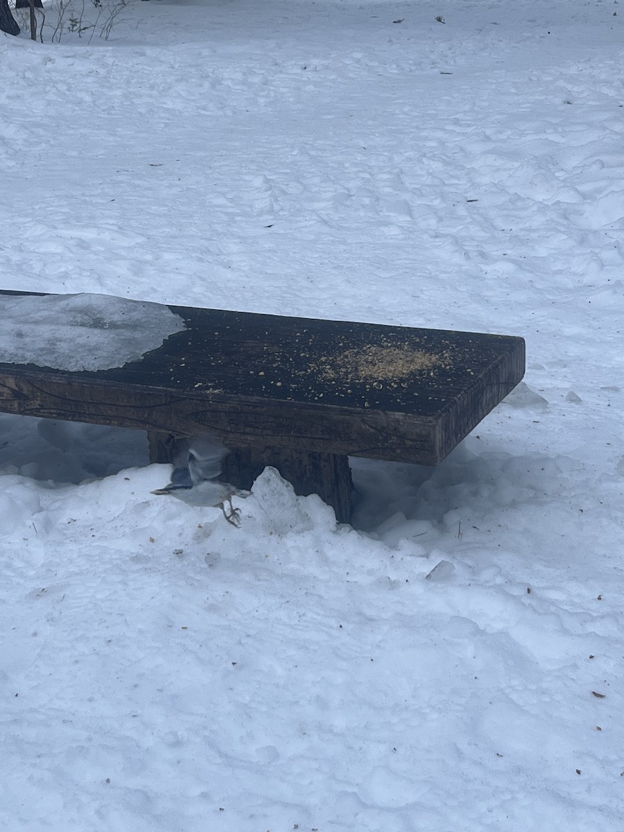 Eurasian Nuthatch (White-bellied) - ML642271563