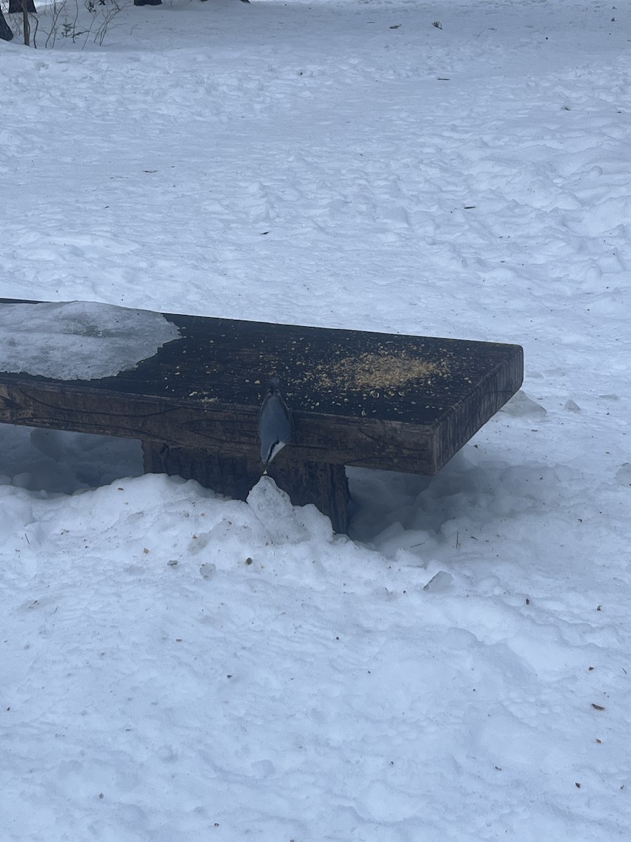 Eurasian Nuthatch (White-bellied) - ML642271564