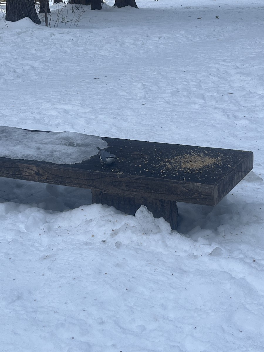 Eurasian Nuthatch (White-bellied) - ML642271565