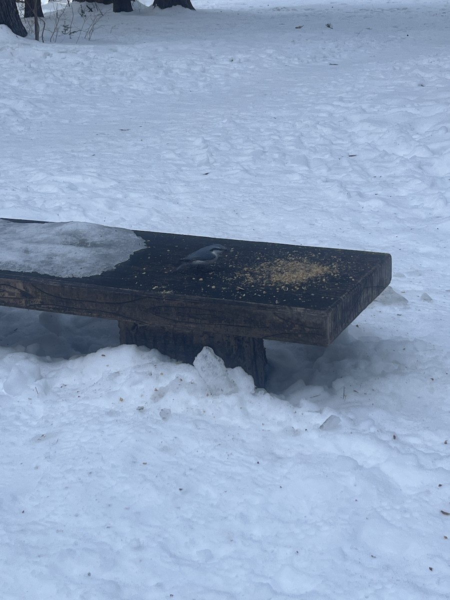 Eurasian Nuthatch (White-bellied) - ML642271566