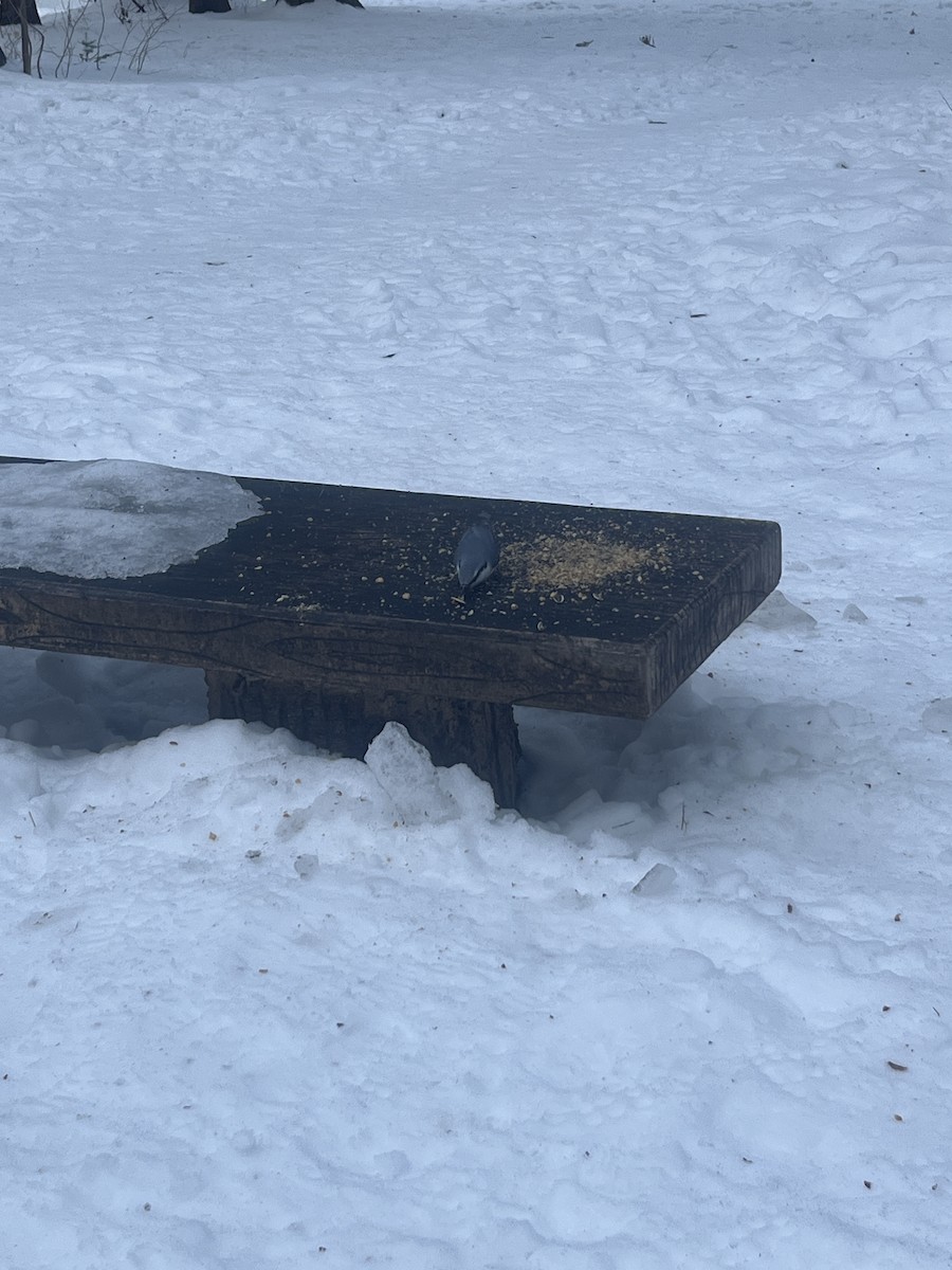 Eurasian Nuthatch (White-bellied) - ML642271567