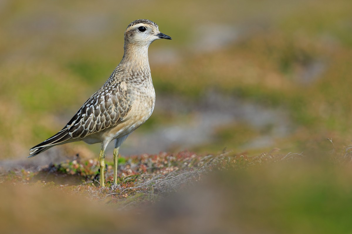 Eurasian Dotterel - ML642271573