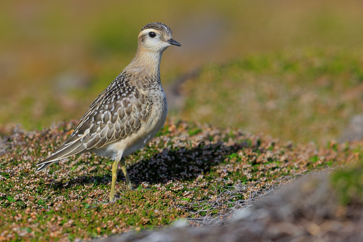 Eurasian Dotterel - ML642271574