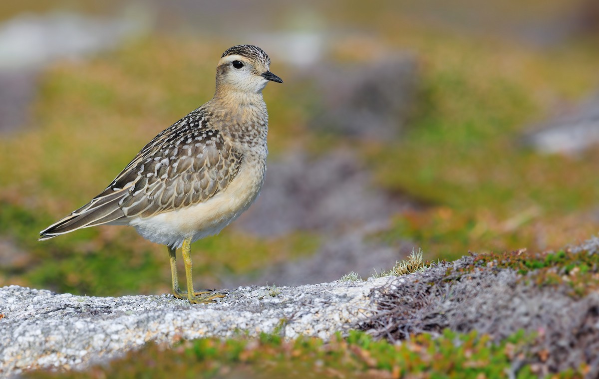 Eurasian Dotterel - ML642271575