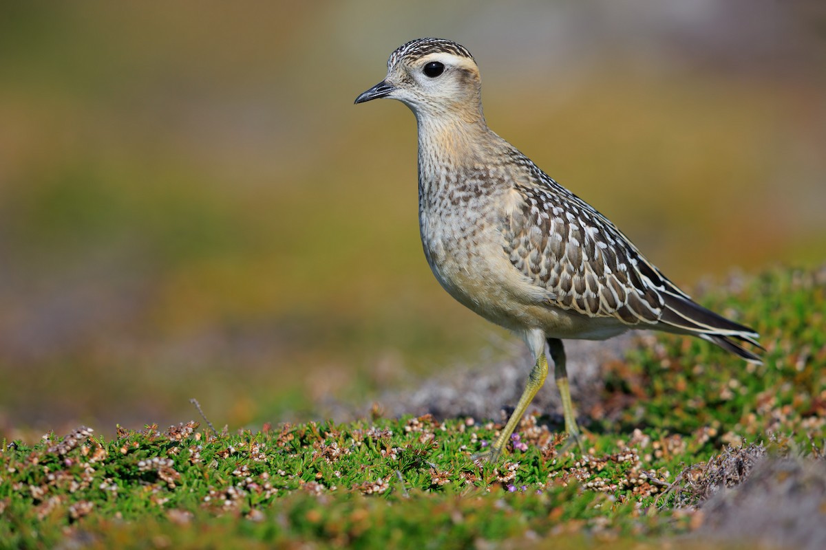Eurasian Dotterel - ML642271576