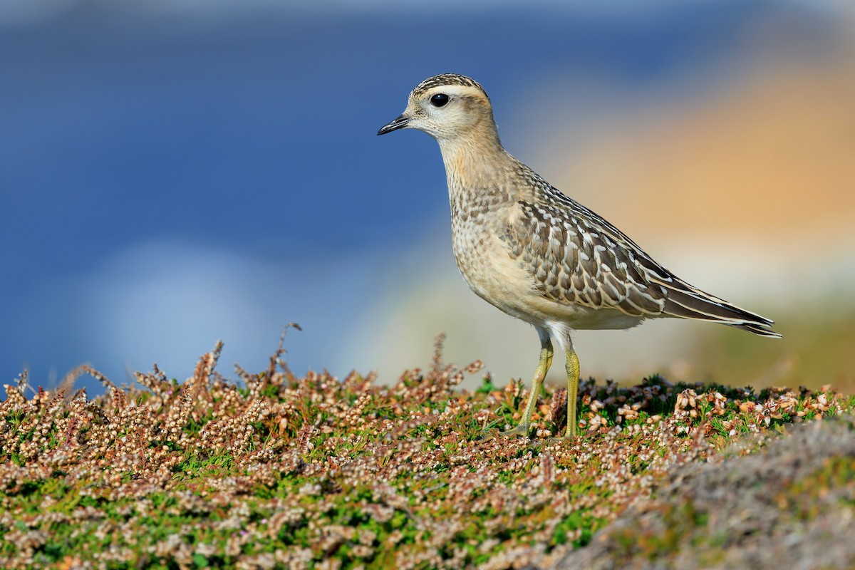 Eurasian Dotterel - ML642271577