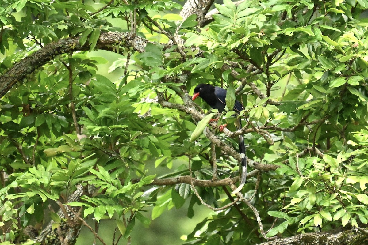 Taiwan Blue-Magpie - ML642271582