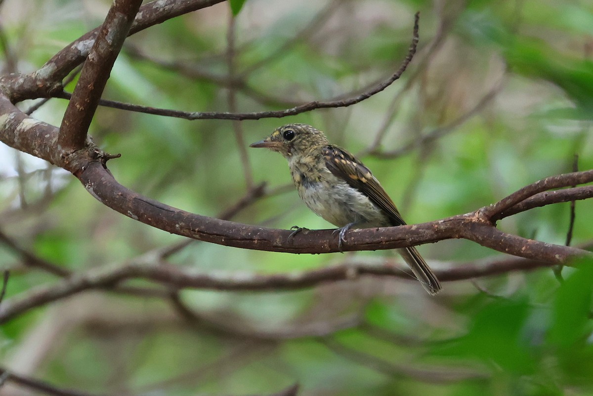 Ryukyu Flycatcher - ML642271612