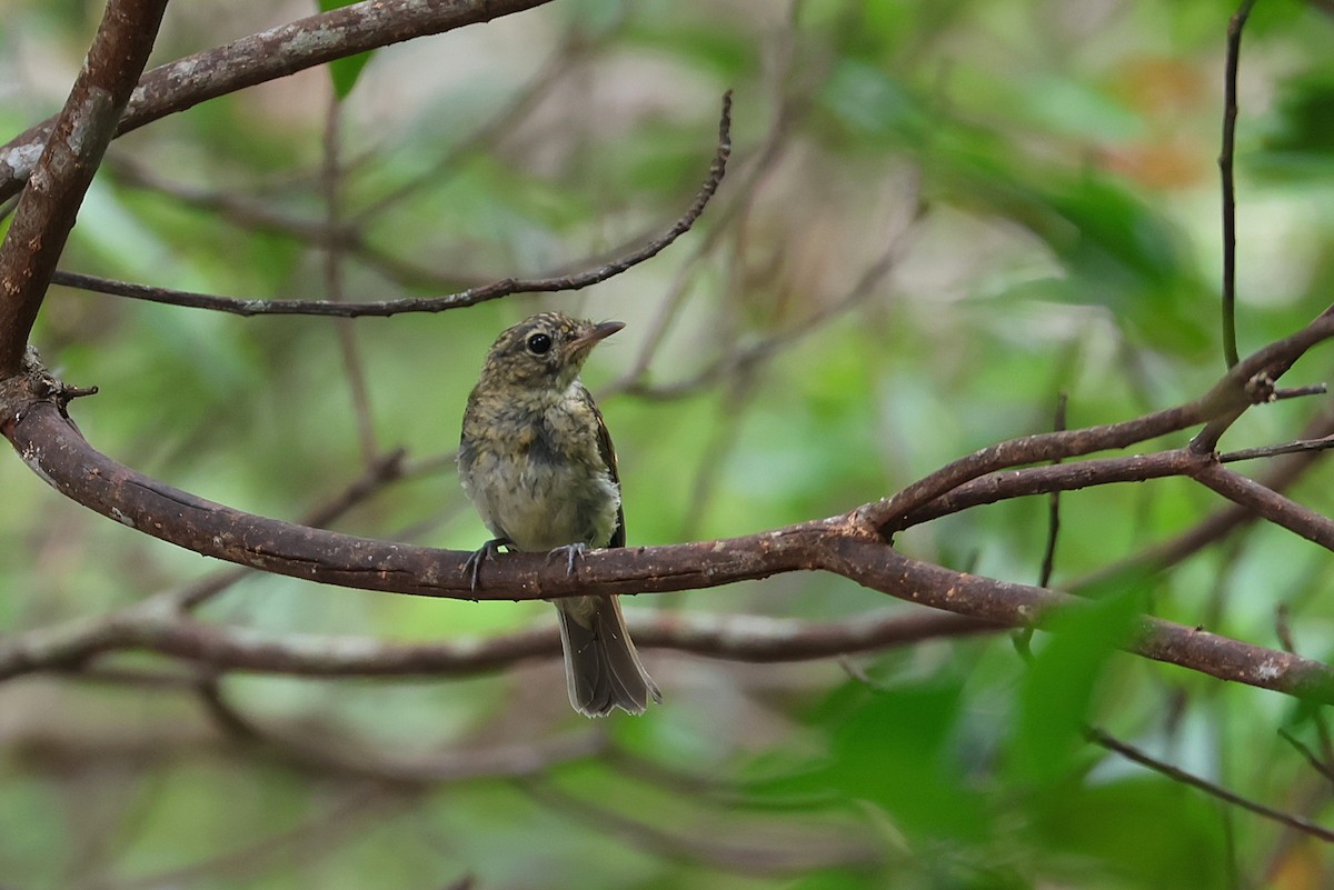 Ryukyu Flycatcher - ML642271613
