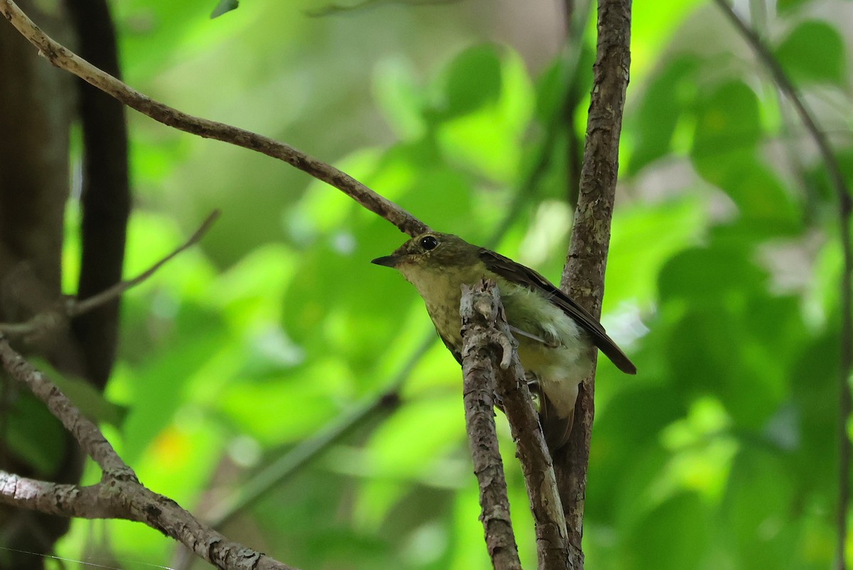 Ryukyu Flycatcher - ML642271614