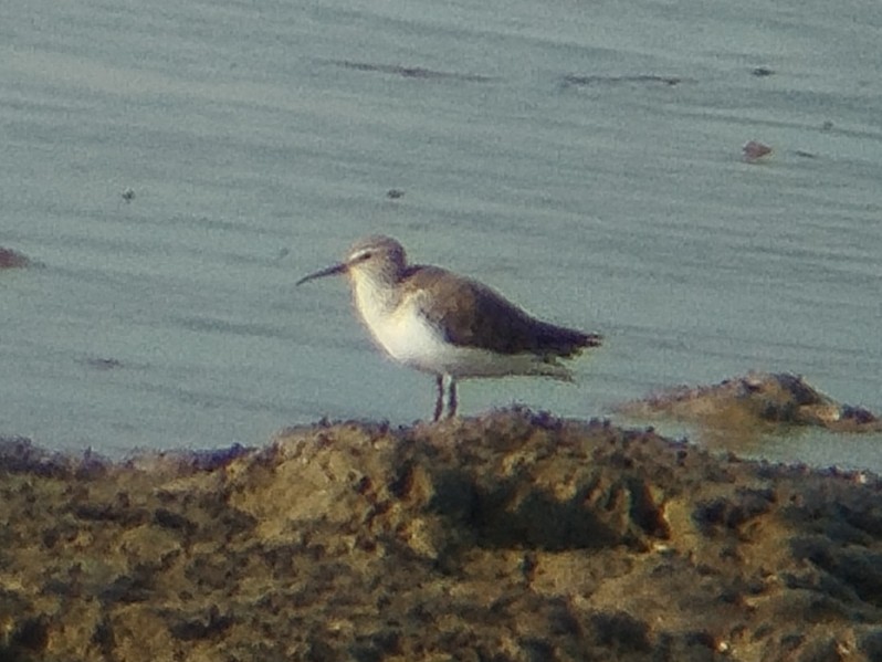 Curlew Sandpiper - ML642271667