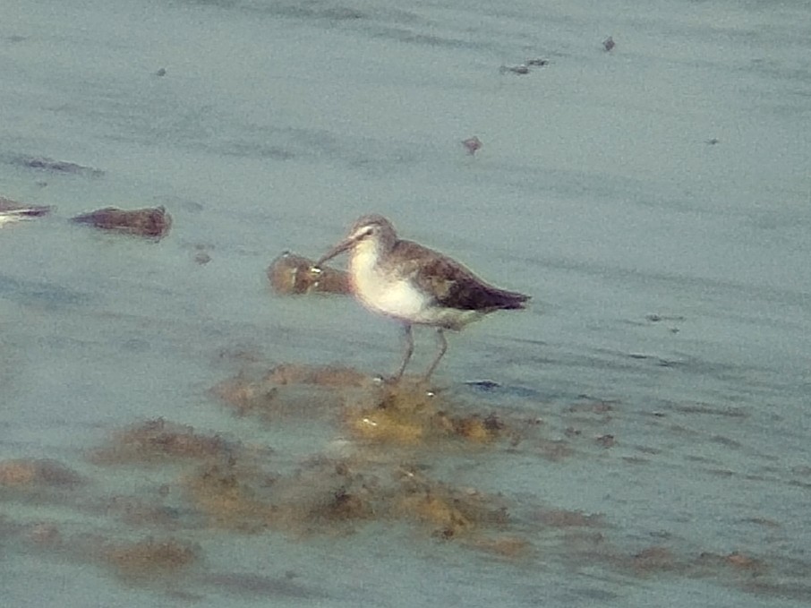Curlew Sandpiper - ML642271668
