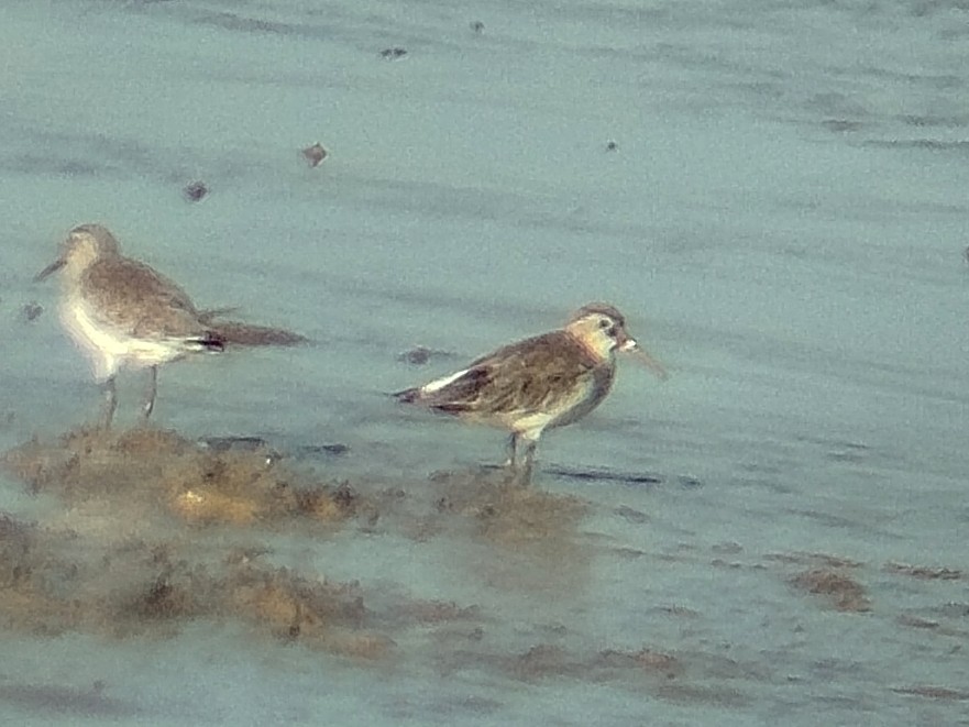 Curlew Sandpiper - ML642271669