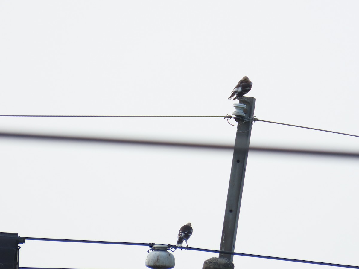 Black-collared Starling - ML642271675