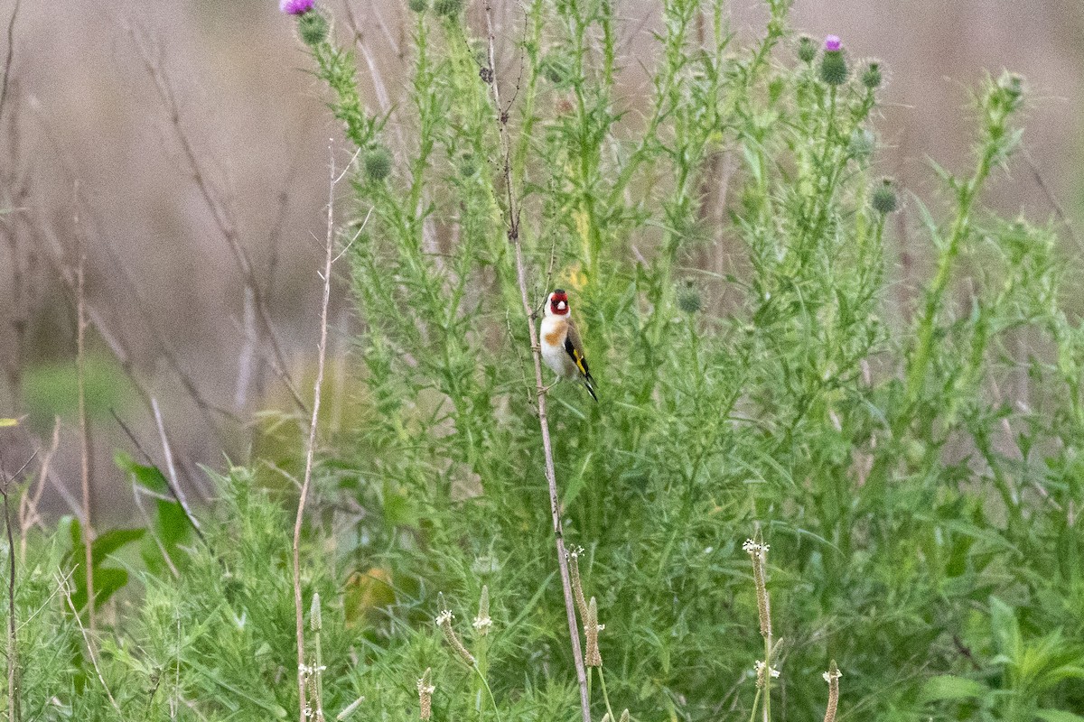European Goldfinch - ML642271691