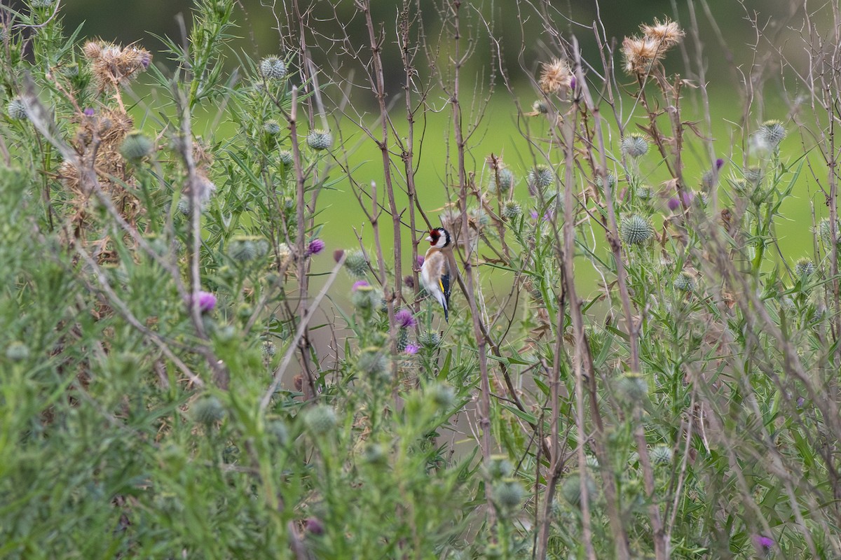 European Goldfinch - ML642271692