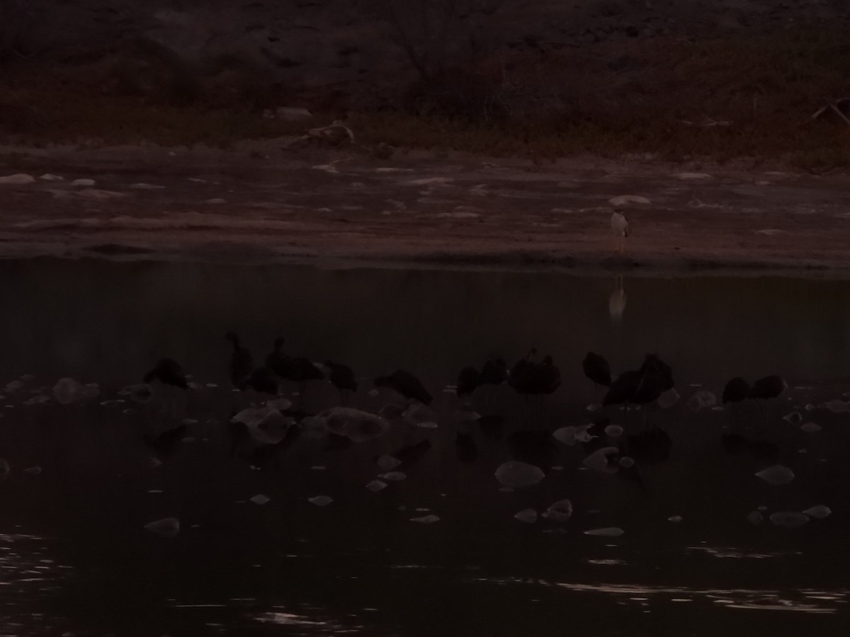 Greater White-fronted Goose - ML642271694