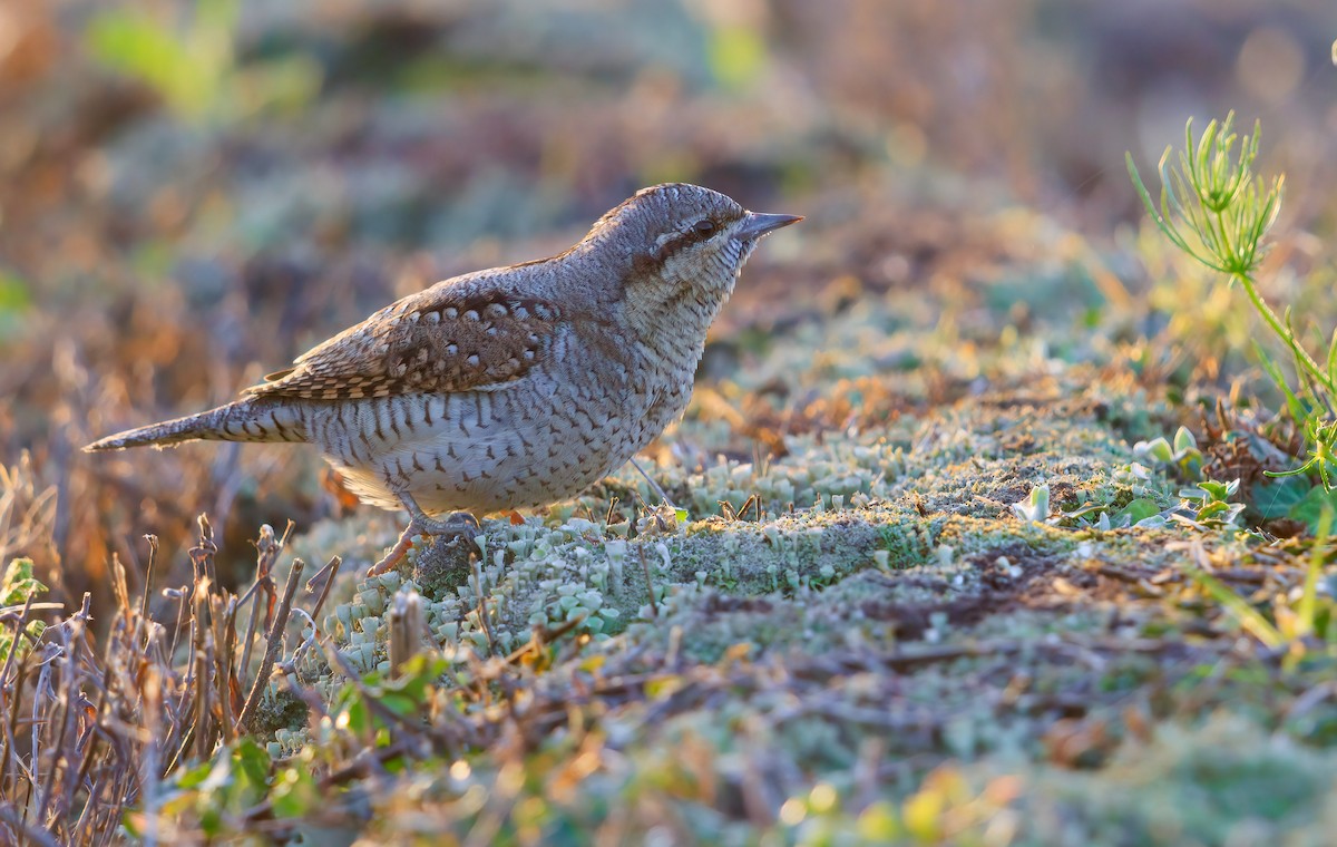 Eurasian Wryneck - ML642271721