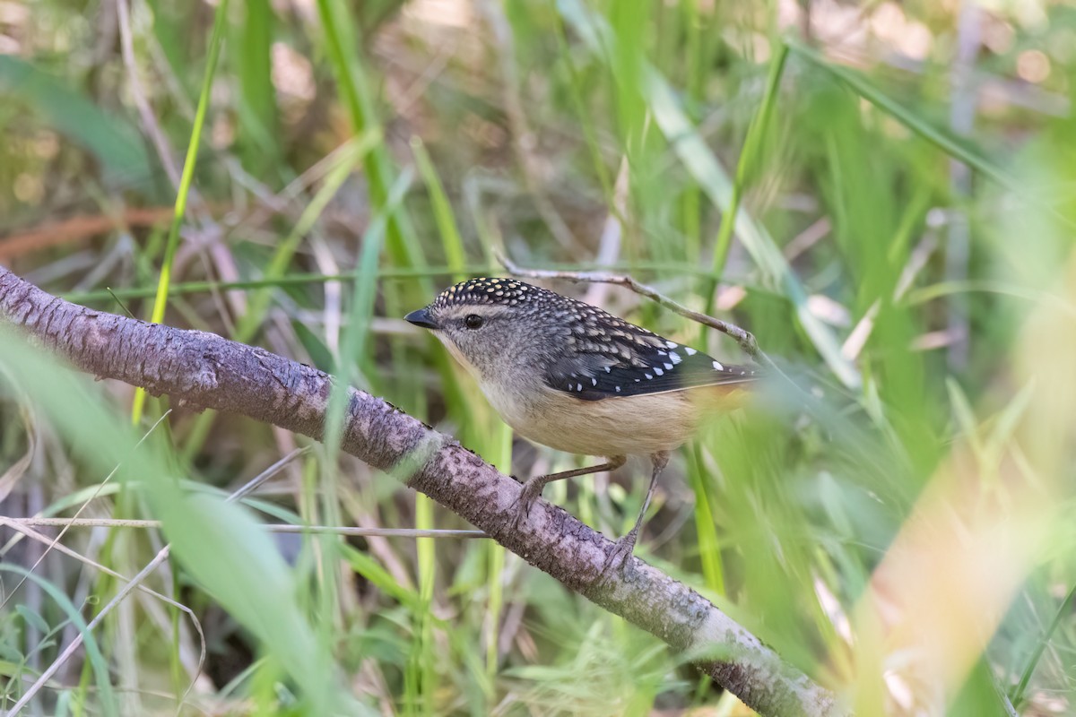 Spotted Pardalote - ML642271747