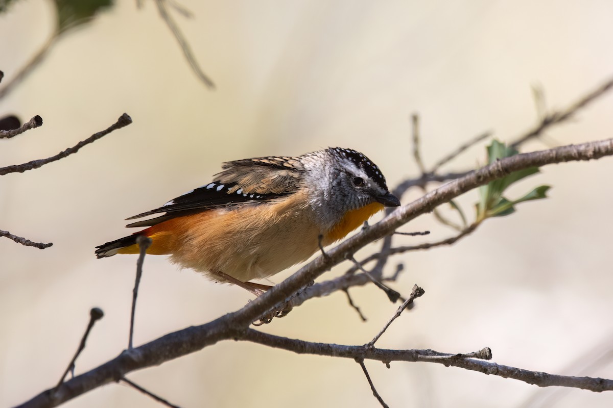 Spotted Pardalote - ML642271752