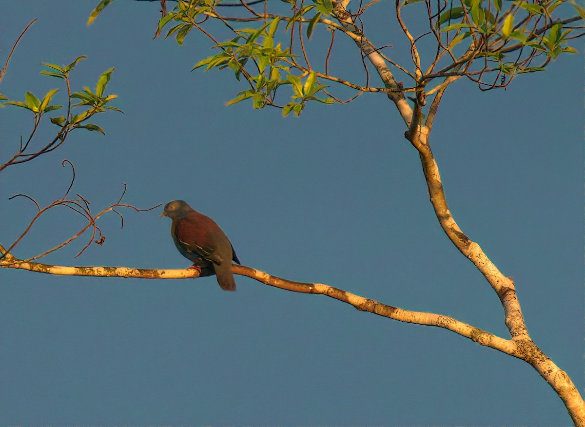 Little Green-Pigeon - ML642271767